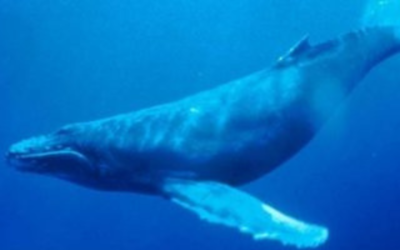 BALLENA AZUL