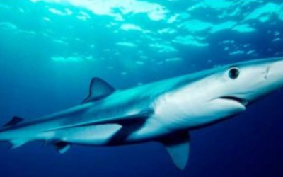TIBURONES